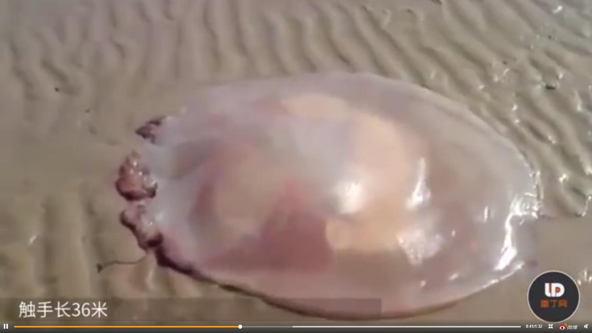 ����ϼˮĸ�ܳ������������ ����ϼˮĸ���˵�ͼƬɶ��