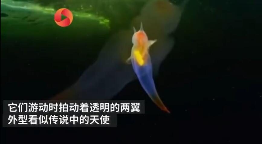 �㺣��������ֳ�� ���������ʲô