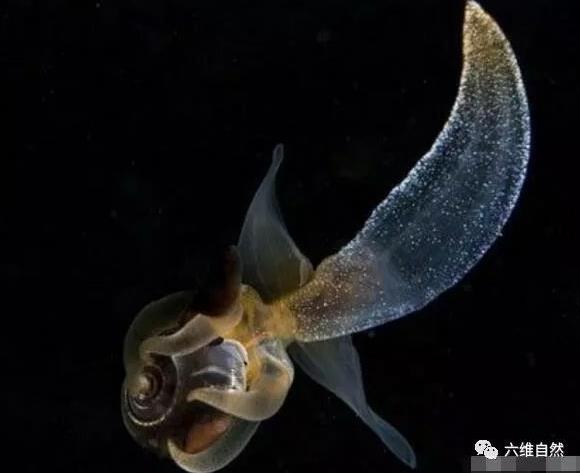 裸海蝶可以养殖吗 它的天敌是什么