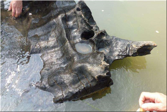 ����ľ��ʲôľͷΪʲôֵǮ ������ľ�ִ���ʲô����