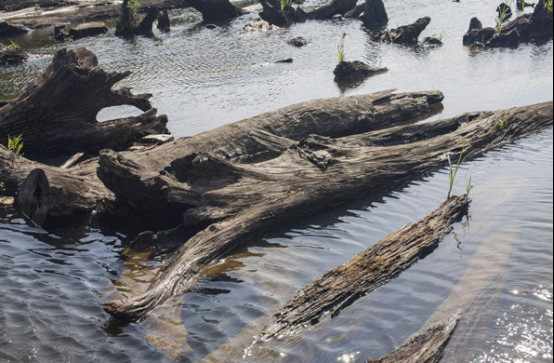 ����ľ��ʲôľͷΪʲôֵǮ ������ľ�ִ���ʲô����