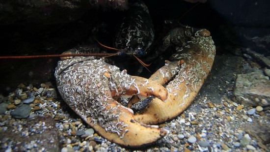 巨型龙虾身长17米图片 巨型龙虾可以吃吗