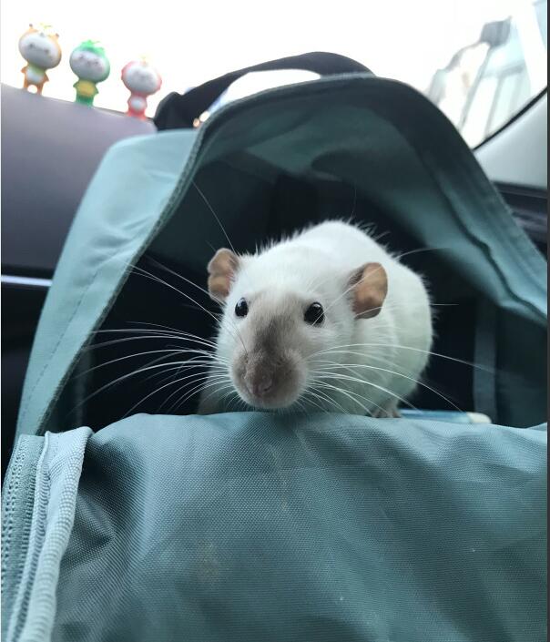 纯种花枝鼠多少钱一只 花枝鼠品种及价格简介