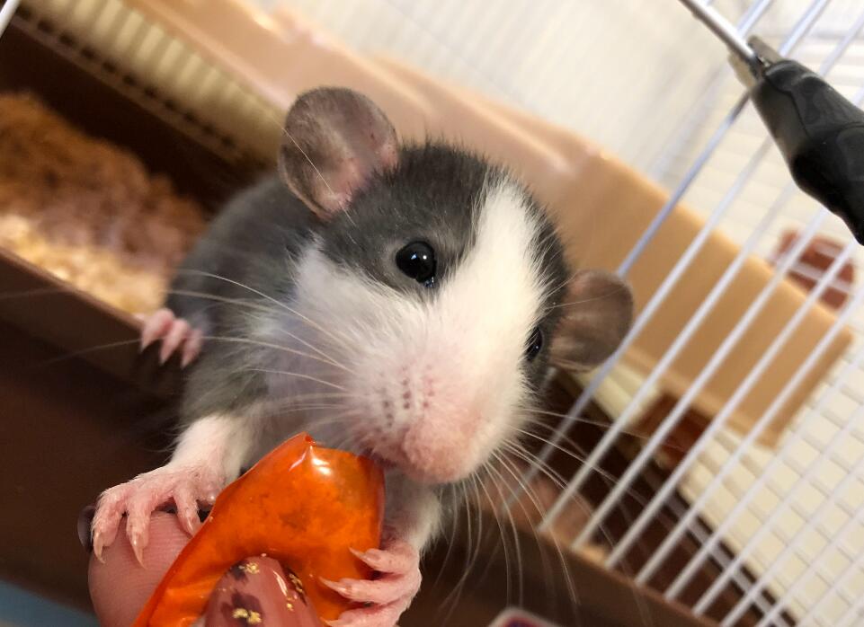 纯种花枝鼠多少钱一只 花枝鼠品种及价格简介