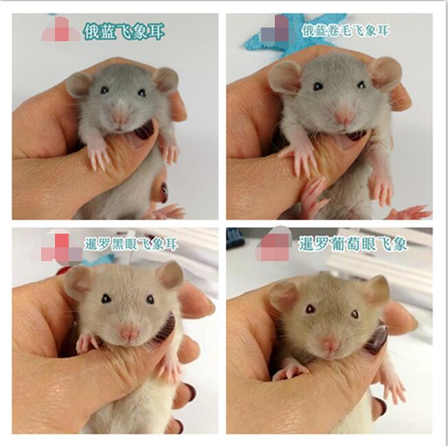 纯种花枝鼠多少钱一只 花枝鼠品种及价格简介