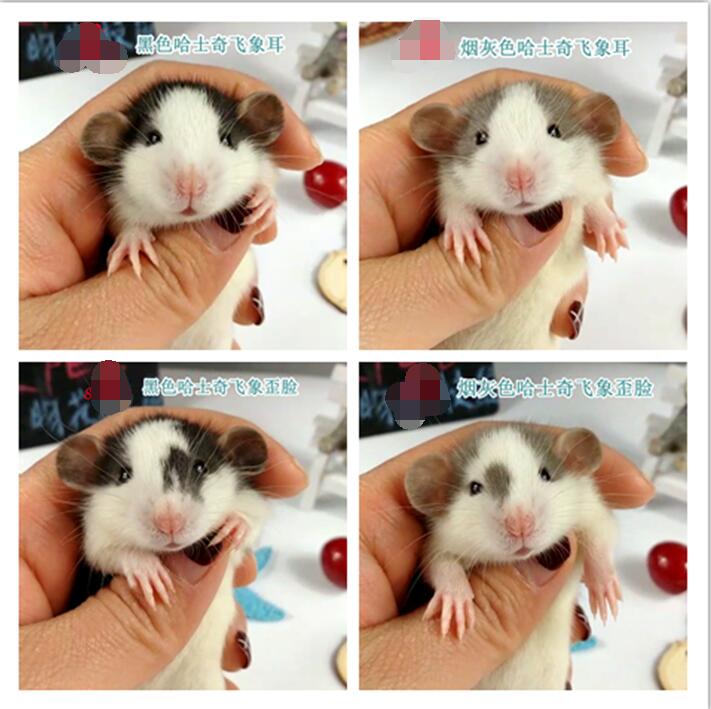 纯种花枝鼠多少钱一只 花枝鼠品种及价格简介