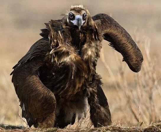 食猿雕吃猴子有多凶残图片 食猿雕的天敌是什么