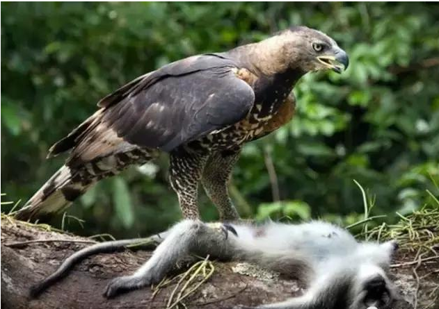食猿雕吃猴子有多凶残图片 食猿雕的天敌是什么