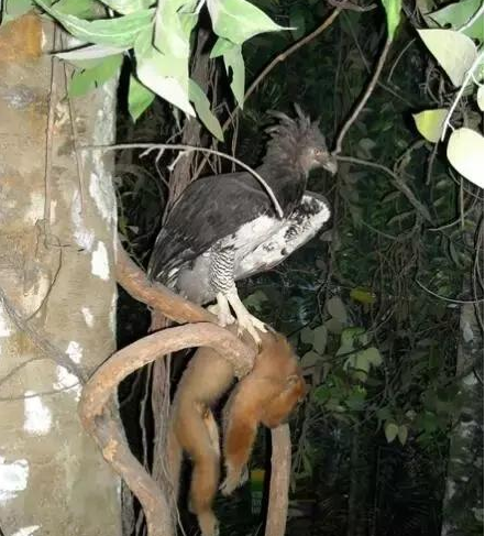 食猿雕吃猴子有多凶残图片 食猿雕的天敌是什么
