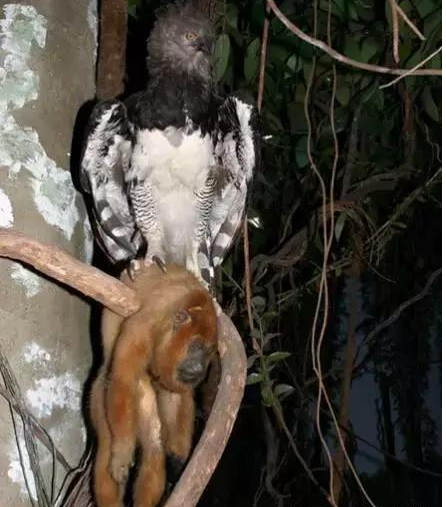 食猿雕吃猴子有多凶残图片 食猿雕的天敌是什么