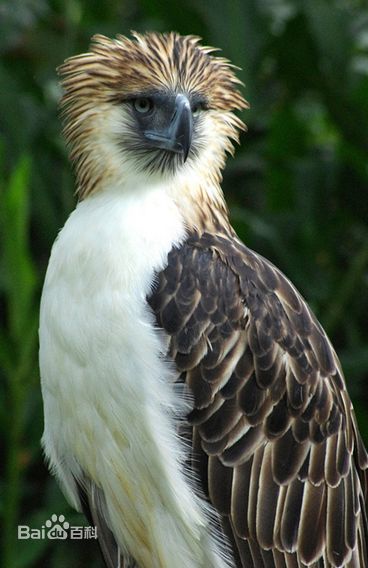 ʳԳ��Ժ����ж��ײ�ͼƬ ʳԳ��������ʲô