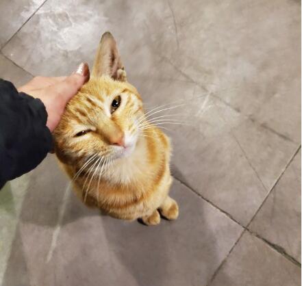 ��è��ͷ�����ͷ������ϲ���� ��èͷè�����