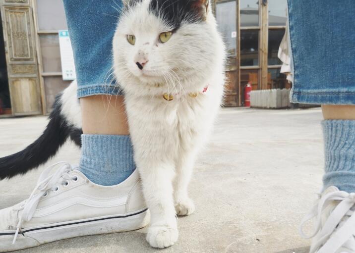 ��è��ͷ�����ͷ������ϲ���� ��èͷè�����