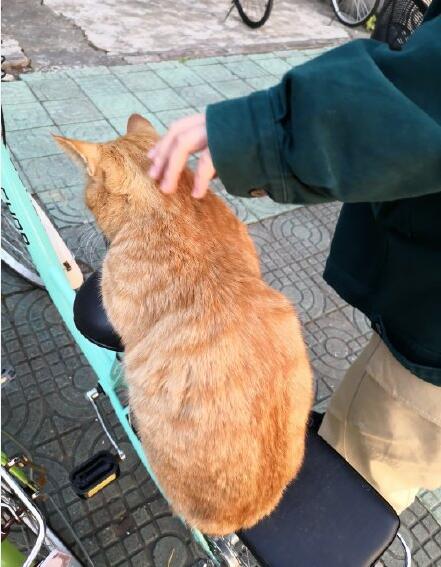 ��è��ͷ�����ͷ������ϲ���� ��èͷè�����