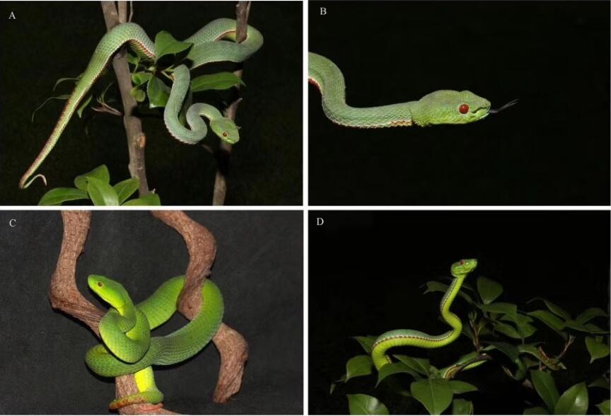 ���߸��������н�ҩ��ô �����߲�֮�ڱ��н�ҩ��ļٵ�