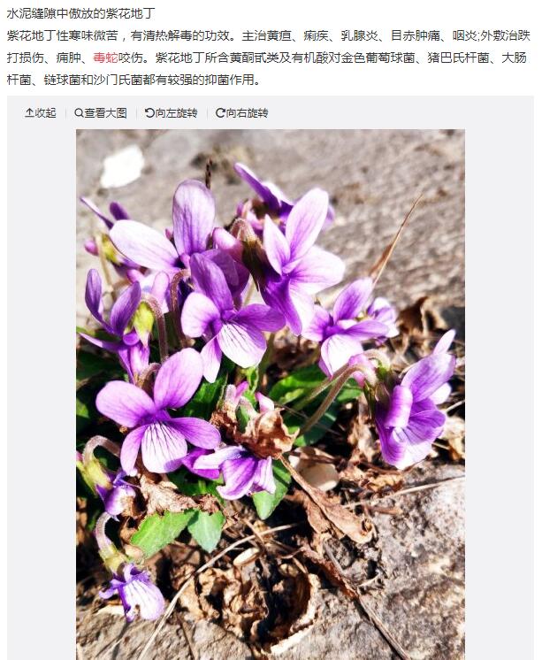 ���߸��������н�ҩ��ô �����߲�֮�ڱ��н�ҩ��ļٵ�