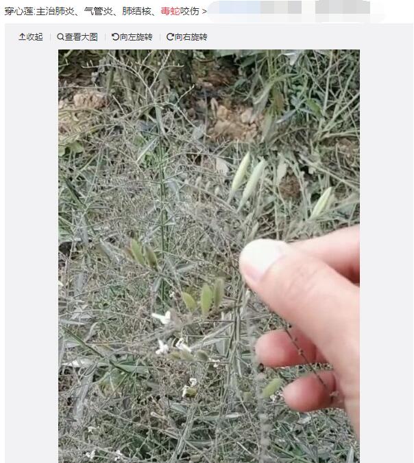 ���߸��������н�ҩ��ô �����߲�֮�ڱ��н�ҩ��ļٵ�