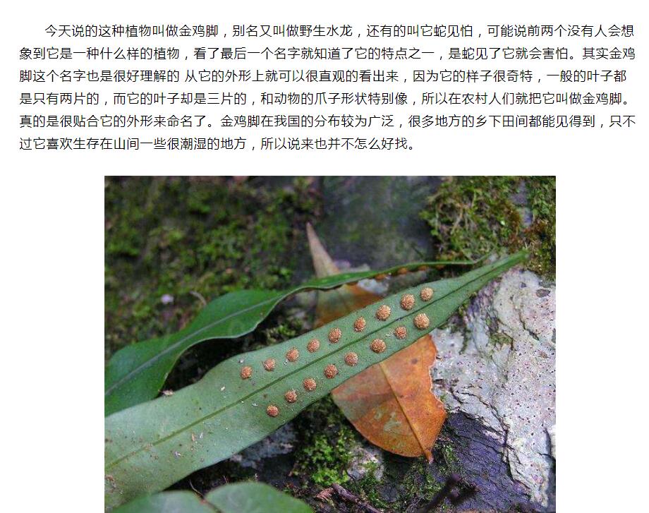 ���߸��������н�ҩ��ô �����߲�֮�ڱ��н�ҩ��ļٵ�