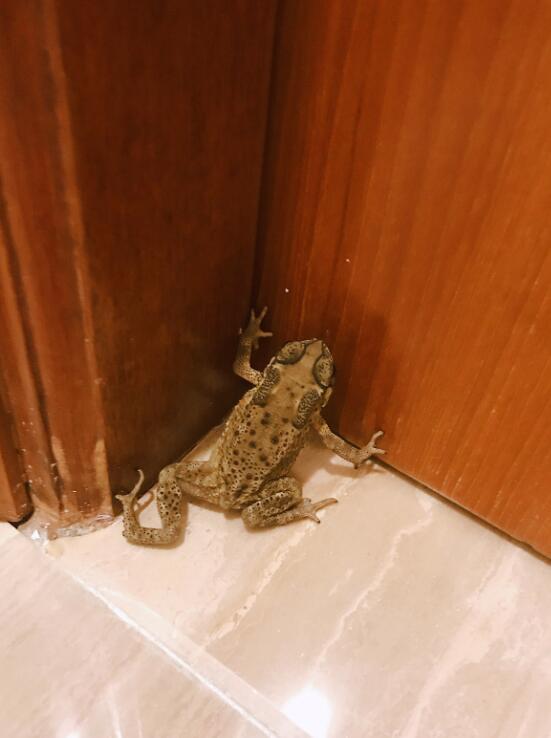 �����ܽ���ʲôԤ�� ��Ҫ����������Ԥ��