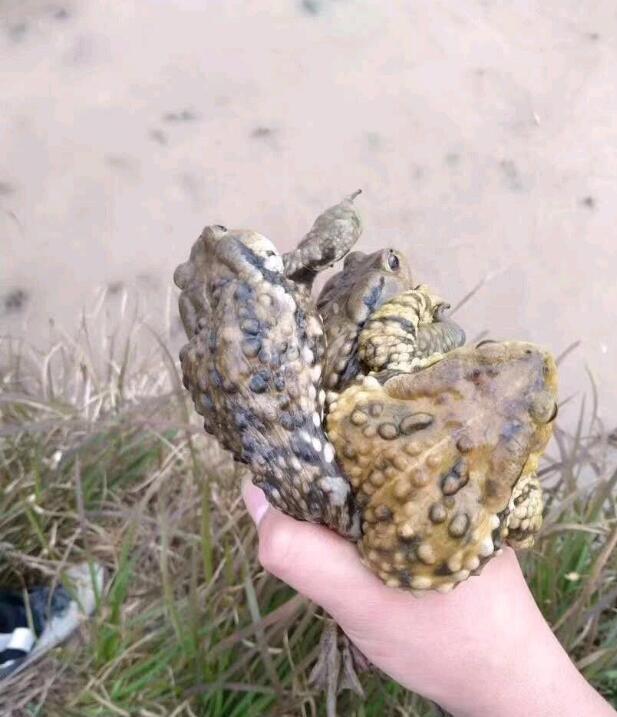 �����ܽ���ʲôԤ�� ��Ҫ����������Ԥ��