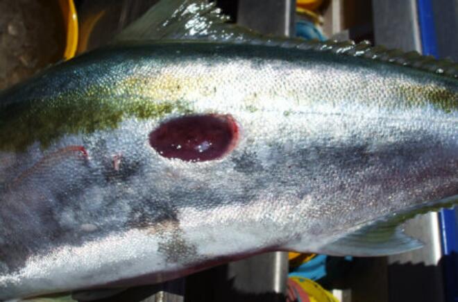 ������Ϊʲô��ô���� ��Ϊ��ԭʼ�ļ�׵������Ϊʲô������