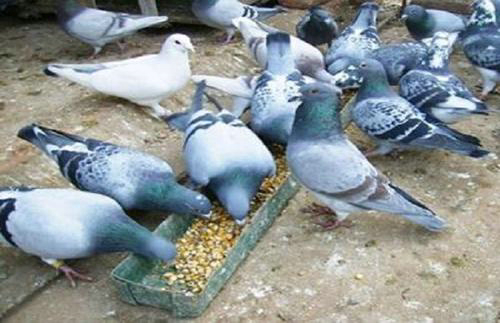 �����ӶԼ��Ｊ���� ���������ӵ�Σ��