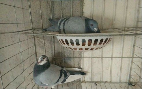 �����ӶԼ��Ｊ���� ���������ӵ�Σ��