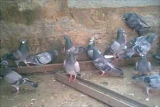 �����ӶԼ��Ｊ���� ���������ӵ�Σ��