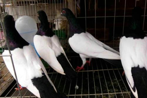 �����ӶԼ��Ｊ���� ���������ӵ�Σ��