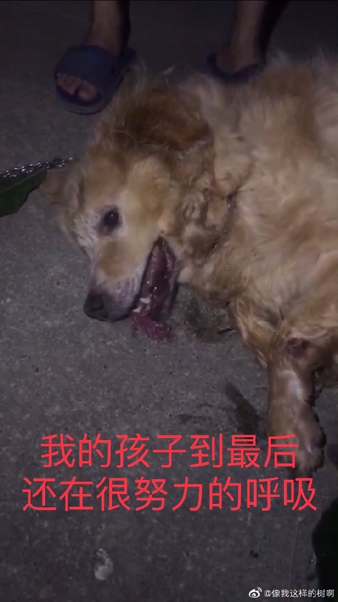 ��ëSiri�¼�ͼƬ ����������