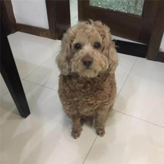 ̩�Ϲ��ͽ�ë�������� ̩�Ϲ��ͱ����ӽ�����