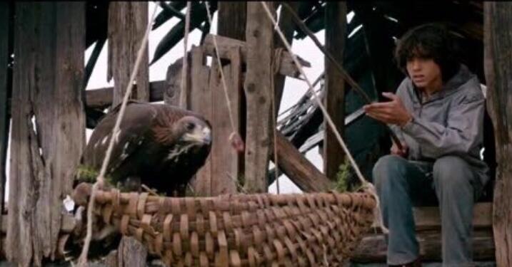 ��ӥ����Ϊʲôӥ����Ļ� ��ӥ��ԭ���Ͳ�����������