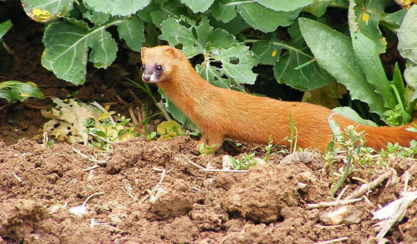 ����������ʲô��ζ �������������ʲô��ô����