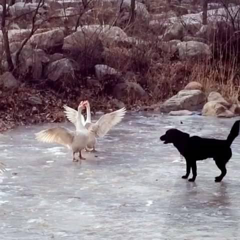 ����������ʲô��ζ �������������ʲô��ô����