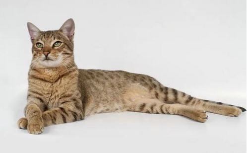 ������è����Ǯһֻ �й���������