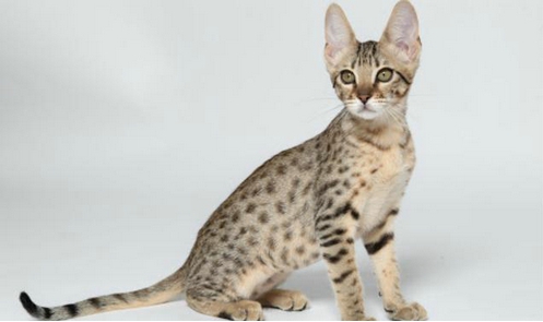 ������è����Ǯһֻ �й���������