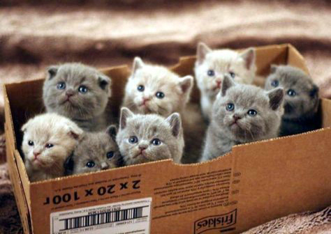 ������è����Ǯһֻ �й���������