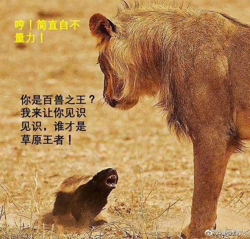 ���Ϊʲôû����԰�� ƽͷ������ܴ�С����