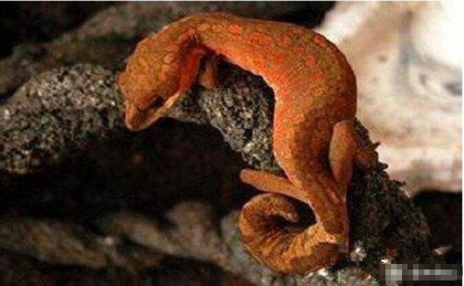 �ع�ɰ��ԭ�� �ڷ�����ϵ֮��ͻ���ʧ