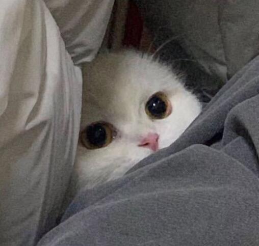 ��з��Ϊɶ������֮�� ��з��Ϊʲô��������ô����