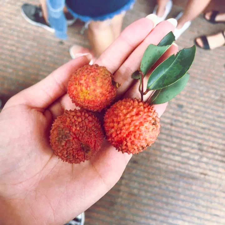 ��֦ζ������ʲô�� �������֦����ʲô��