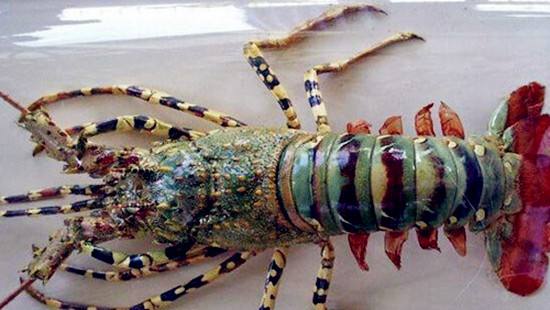 �л�������Ϻ���Գ��� �л�������Ϻ�۸����