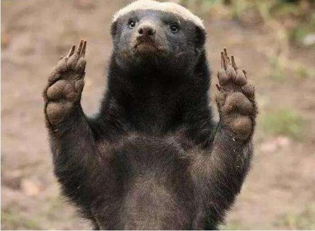 �й��ļҶ���԰����� ��⵰��Լ�����������ƵΣ��������