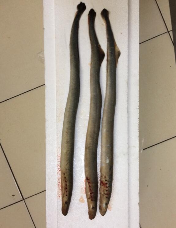 七鳃鳗是什么动物 七鳃鳗好吃吗