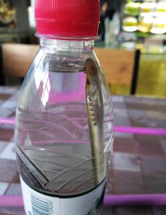 七鳃鳗是什么动物 七鳃鳗好吃吗