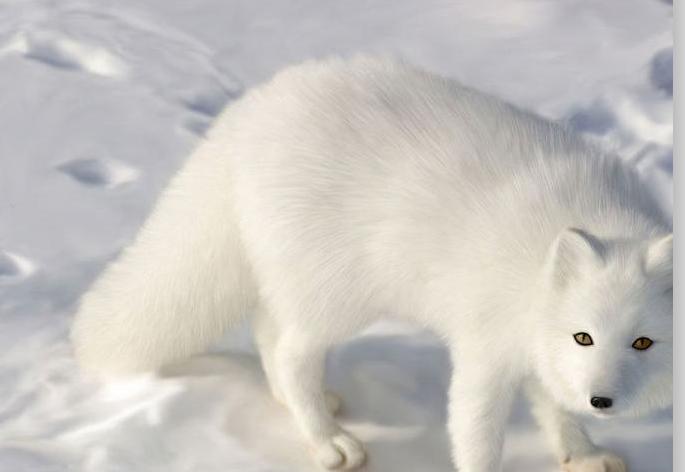 胡三太爷的真身是谁 有很多关于狐仙的民间传说
