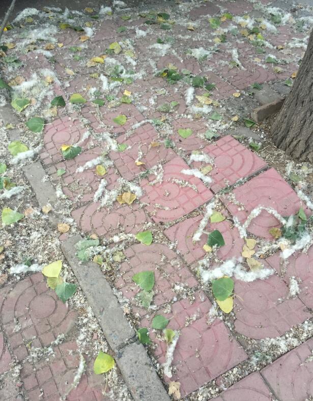 ����Ϊʲô���������� ����������Ŵ���һ��С����