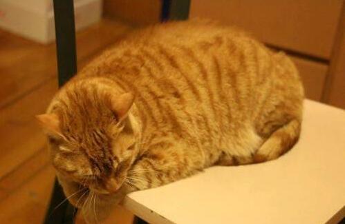 ��è��Ŷ���Ǯһֻ ��èΪʲô��ô�ֻ�����