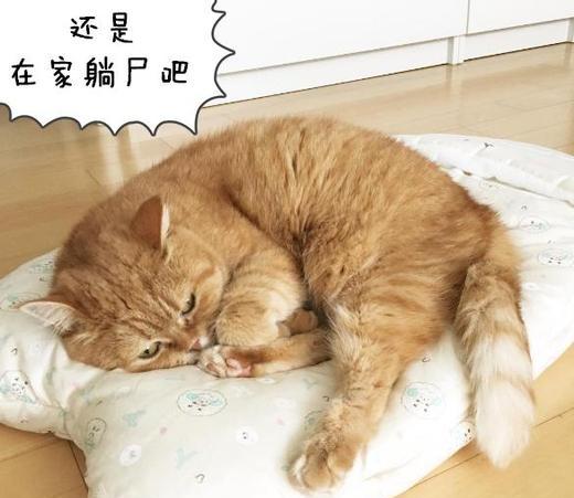 ��è��Ŷ���Ǯһֻ ��èΪʲô��ô�ֻ�����