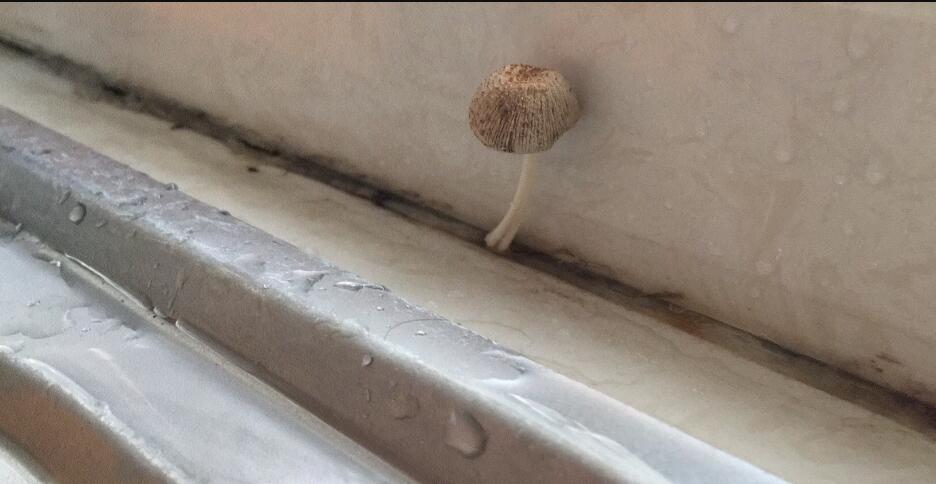 ����̦��ʲô��˼ ����̦���ڽ��ǵ�����һ����ʲô